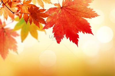 Autumn maple leaf ppt background