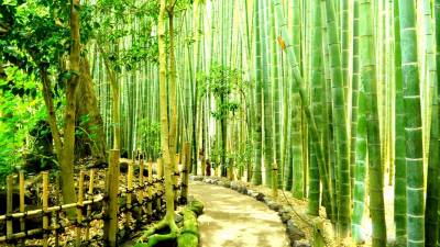 Bamboo tree way ppt background