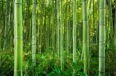 Green plant bamboo ppt background
