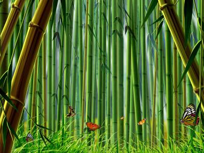 Bamboo images download, ppt background
