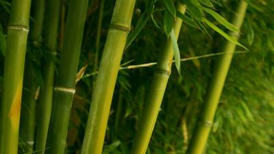 Bamboo desktop wallpapers ppt background