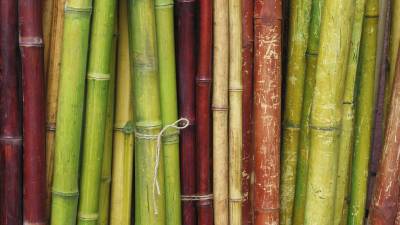 Colorful bamboo hd ppt background