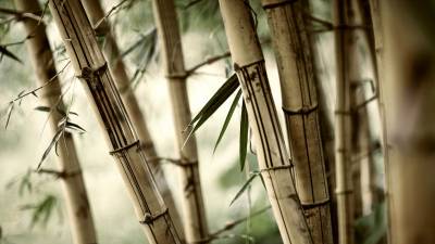 Dried bamboo ppt ppt background