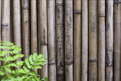 Dried bamboo background, ppt background