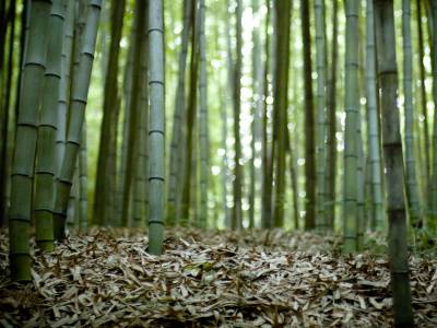 Shooting bamboo trees ppt background