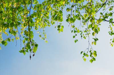 Green, nature, Sky ppt background