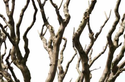Thick tree branches ppt background