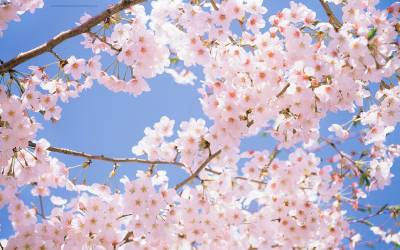 Cherry blossom Lovely ppt background