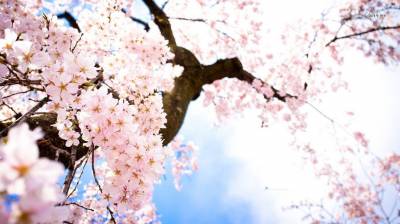 Cherry blossom tree ppt background