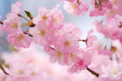 Fragrant cherry blossom ppt background