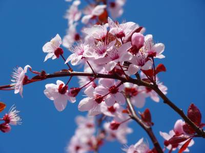 Japan plant cherry ppt background