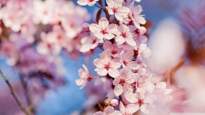 Pink Cherry blossom ppt background