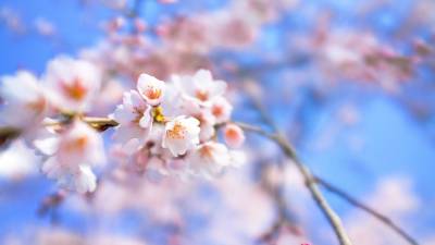 White cherry blossom ppt background