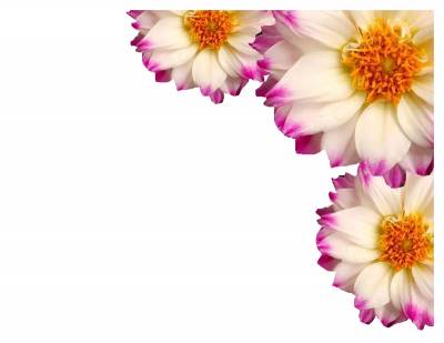 Real beautiful flower ppt background