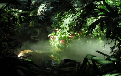 Jungle with sunlight ppt background