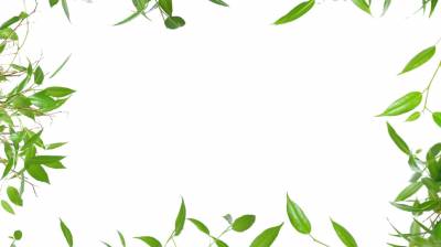 Branches frame, Leafy ppt background