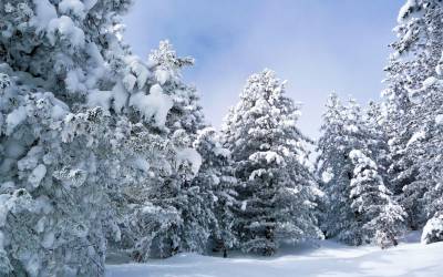 Forest snow hd ppt background