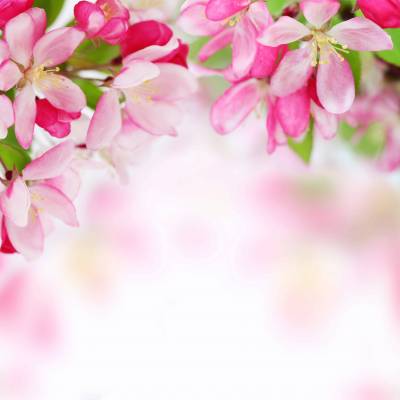 Blank pink flowers ppt background