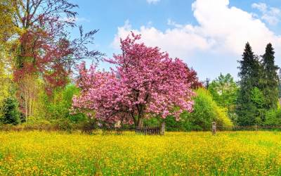 Pink trees, spring ppt background