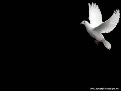 White dove, pigeon ppt background