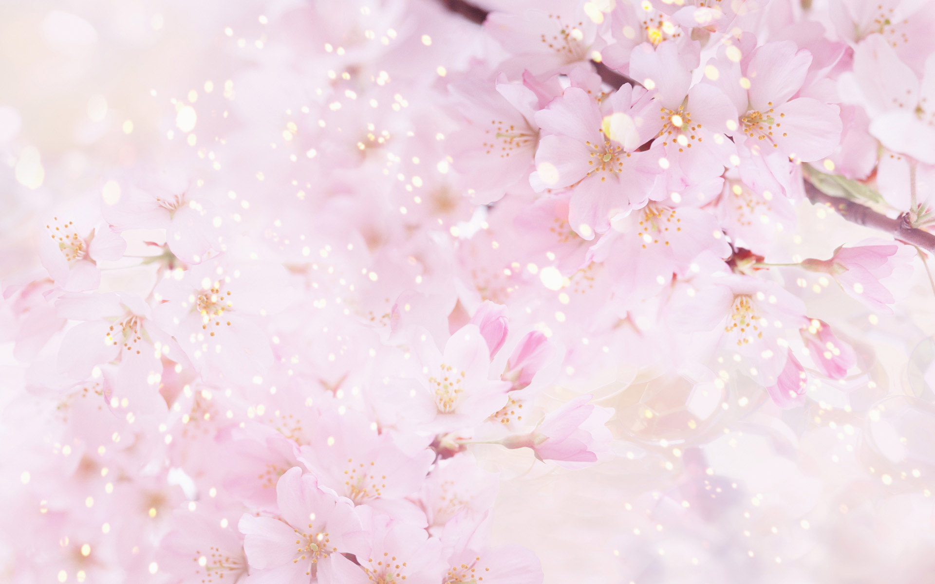 beautiful natural pink flowers attractive background hd free