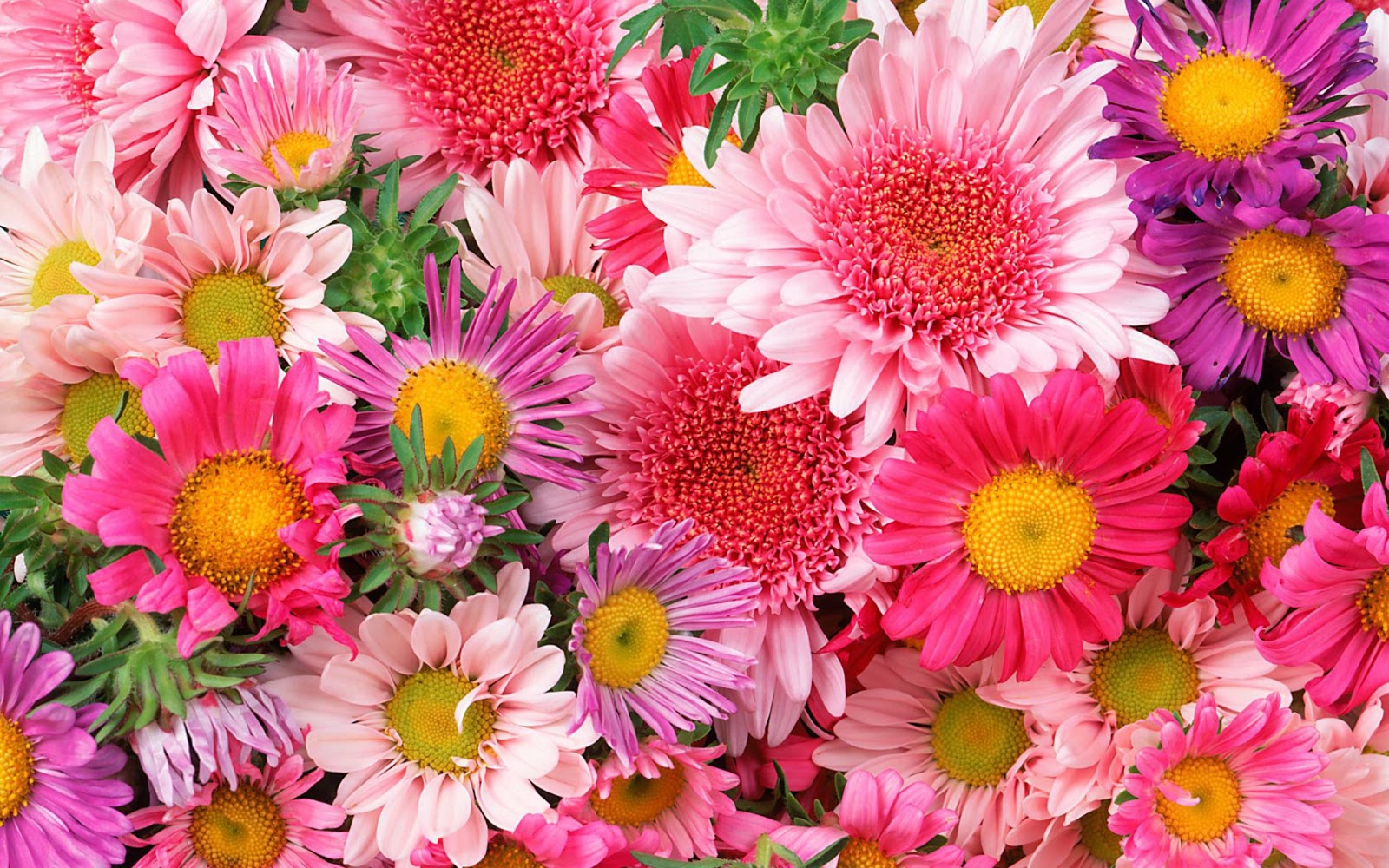 attractive wallpapers free download, flowers 