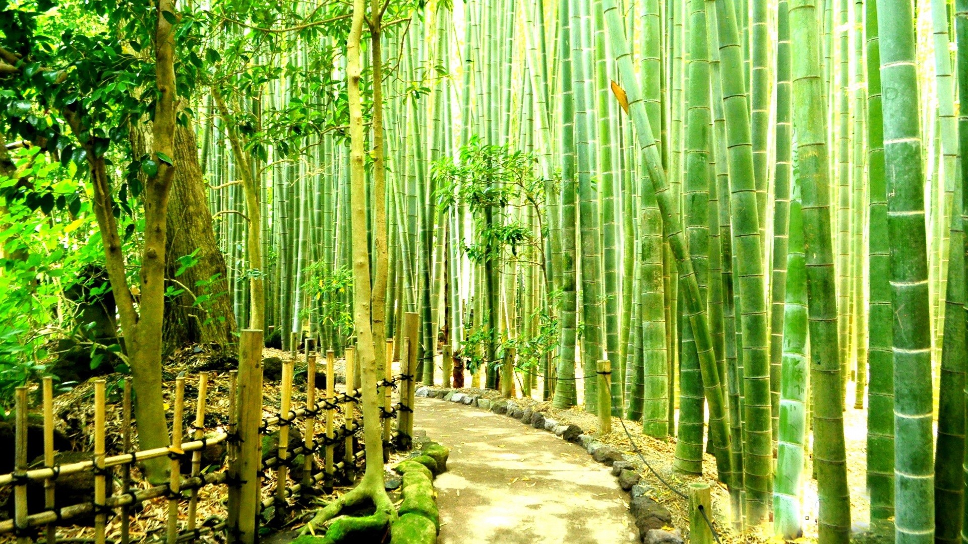 Bamboo tree way powerpoint pictures, forest
