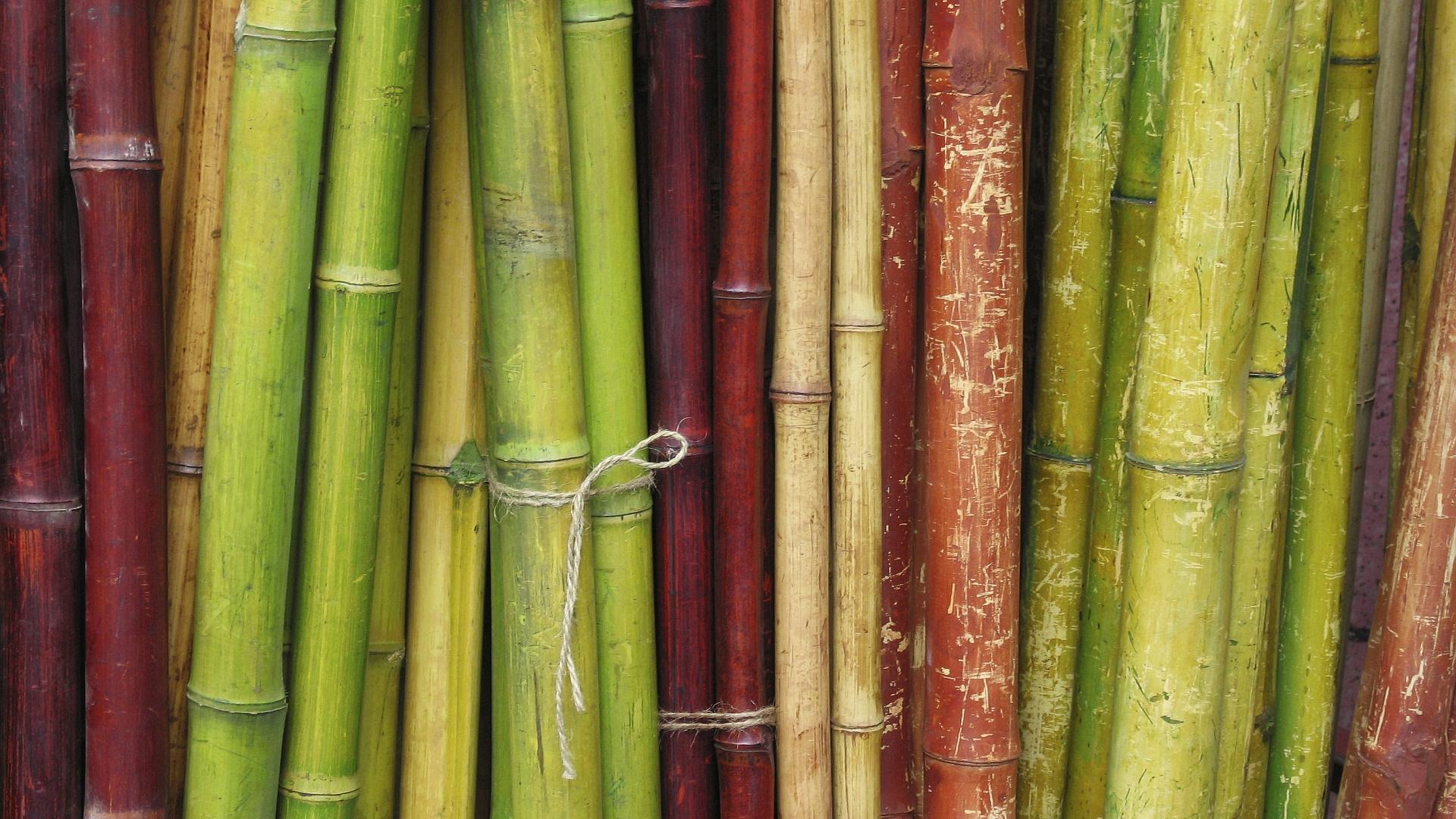 Colorful bamboo hd powerpoint slide