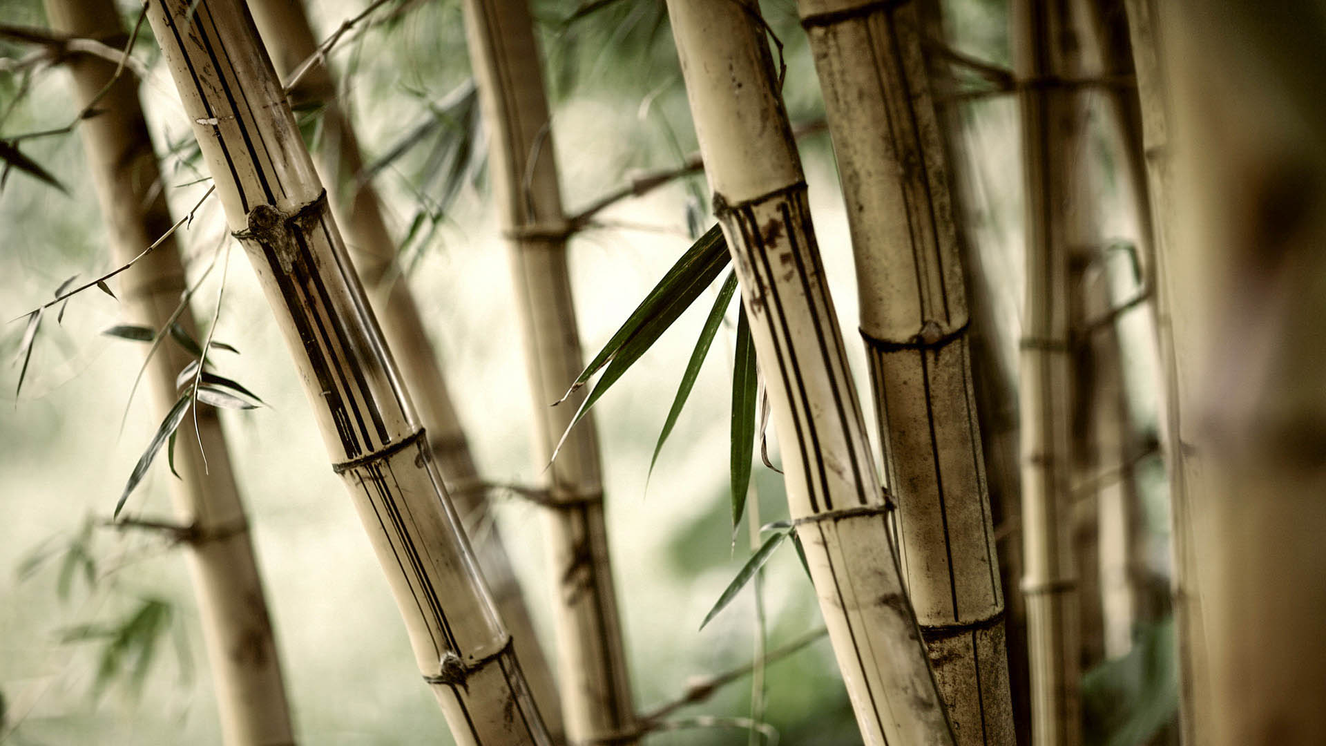 Dried bamboo ppt backgrounds free download, branches, trees