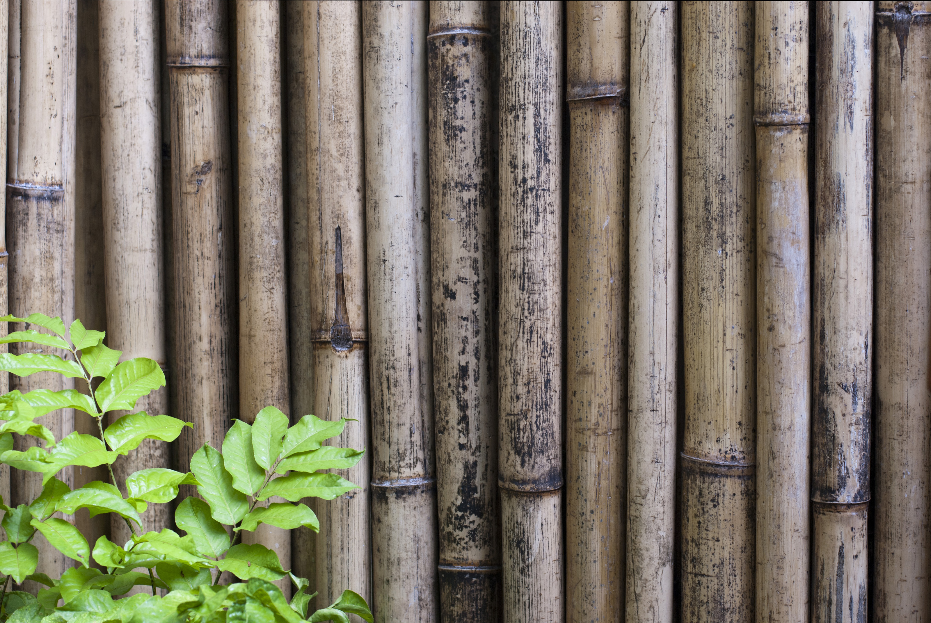 Dried bamboo background, wood, tree leaf