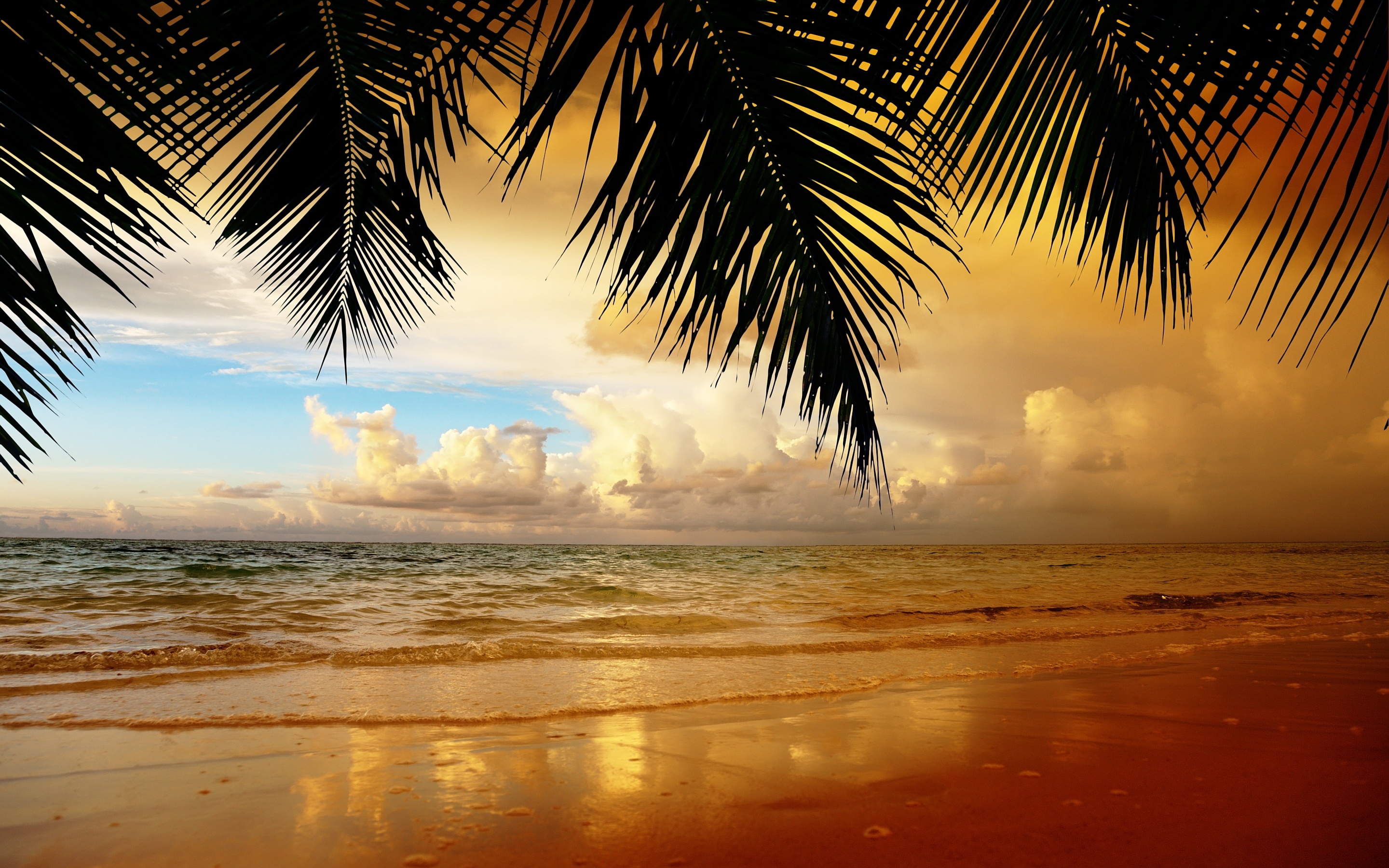 beach, leaf, water, Best powerpoint backgrounds