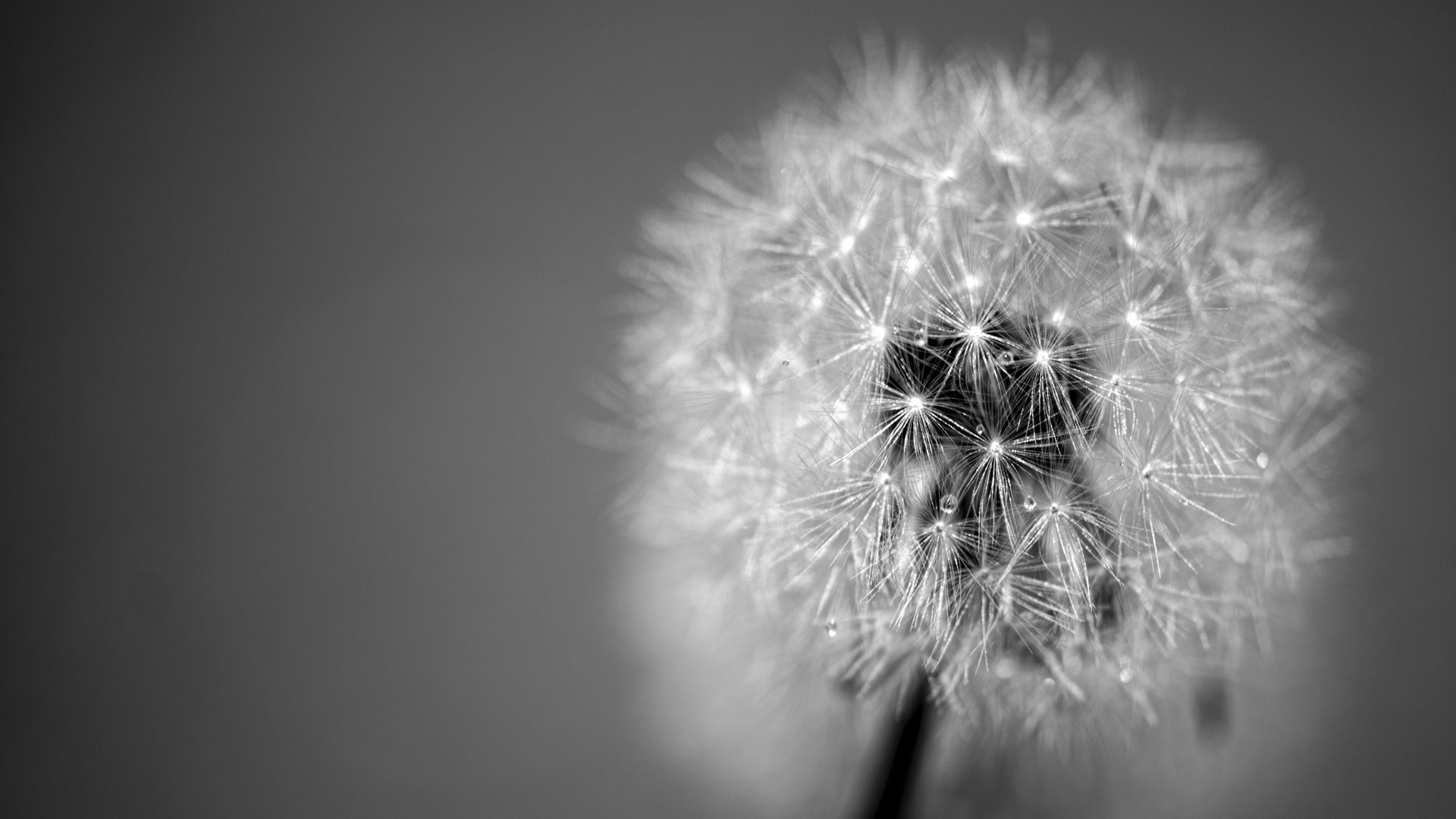 Dandelion, with effect black and white desktop background