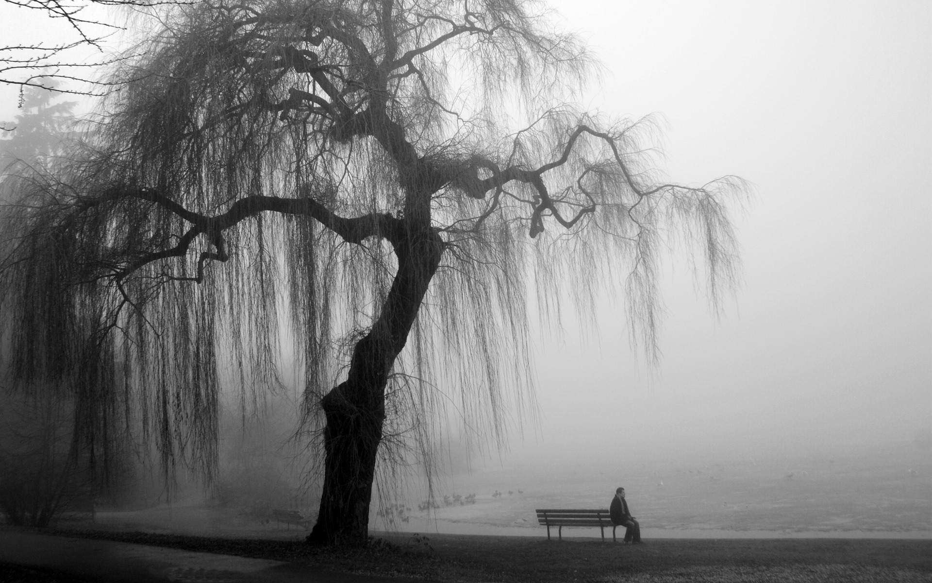 loneliness, tree, man, Black and white effect by sea backgrounds