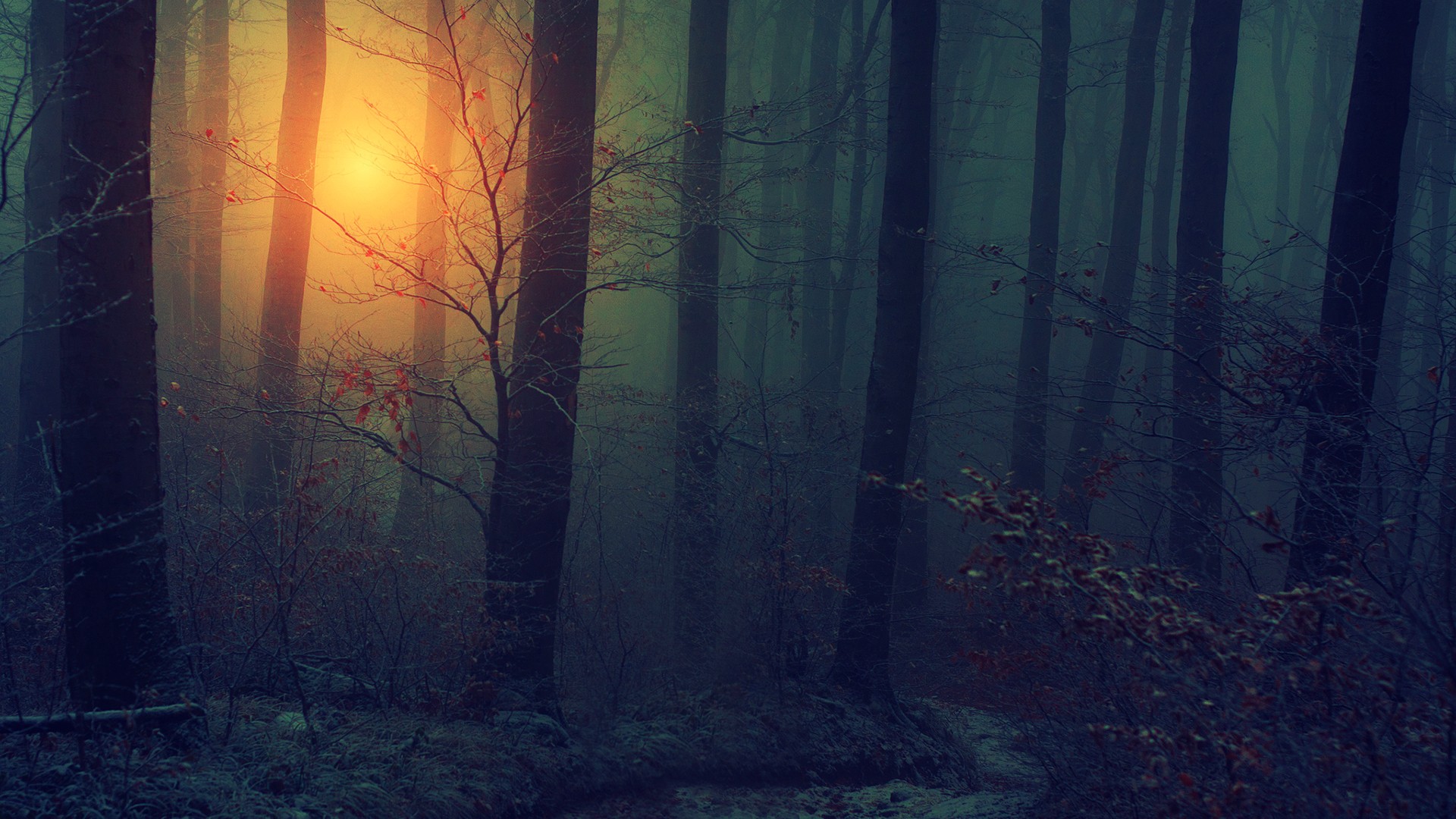 Dark forest blurry backgrounds desktop wallpaper 