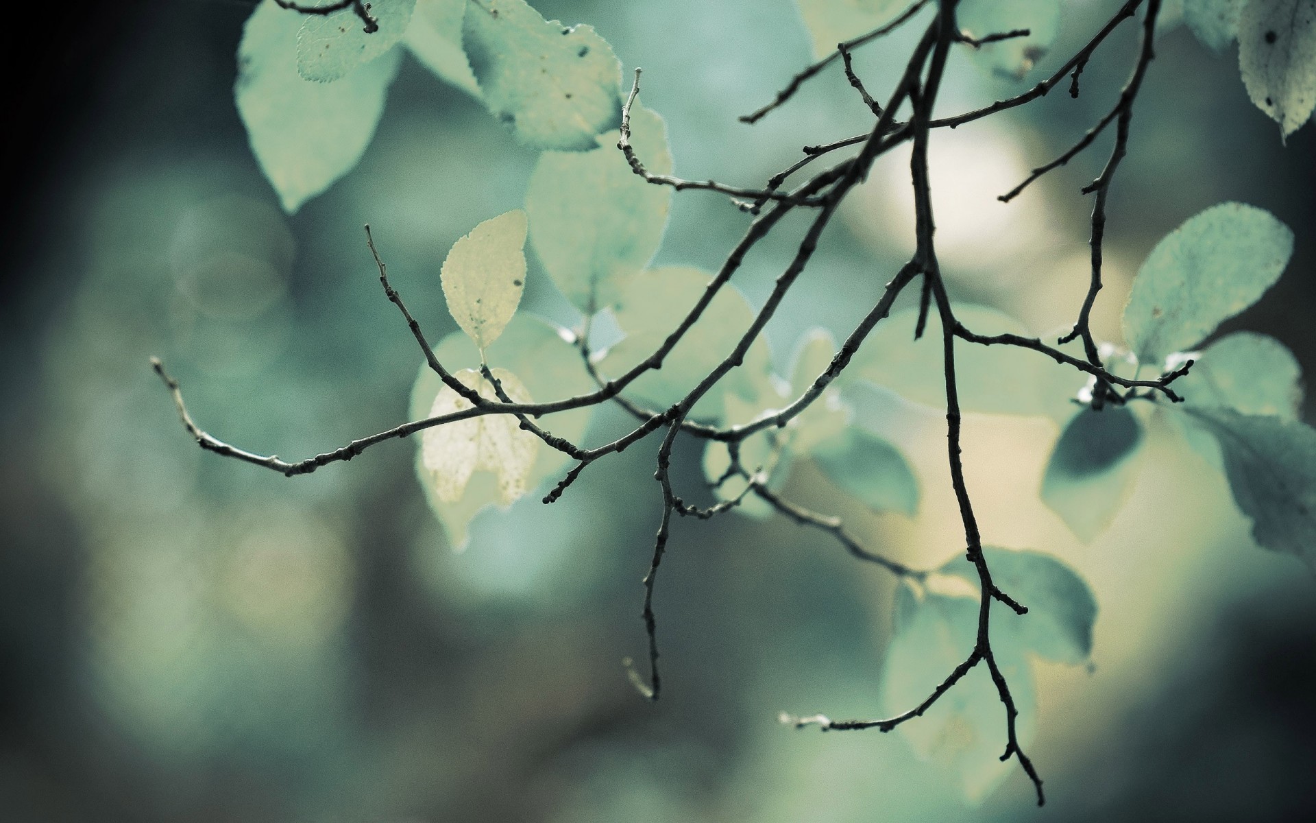 close up tree branches background pictures hd free