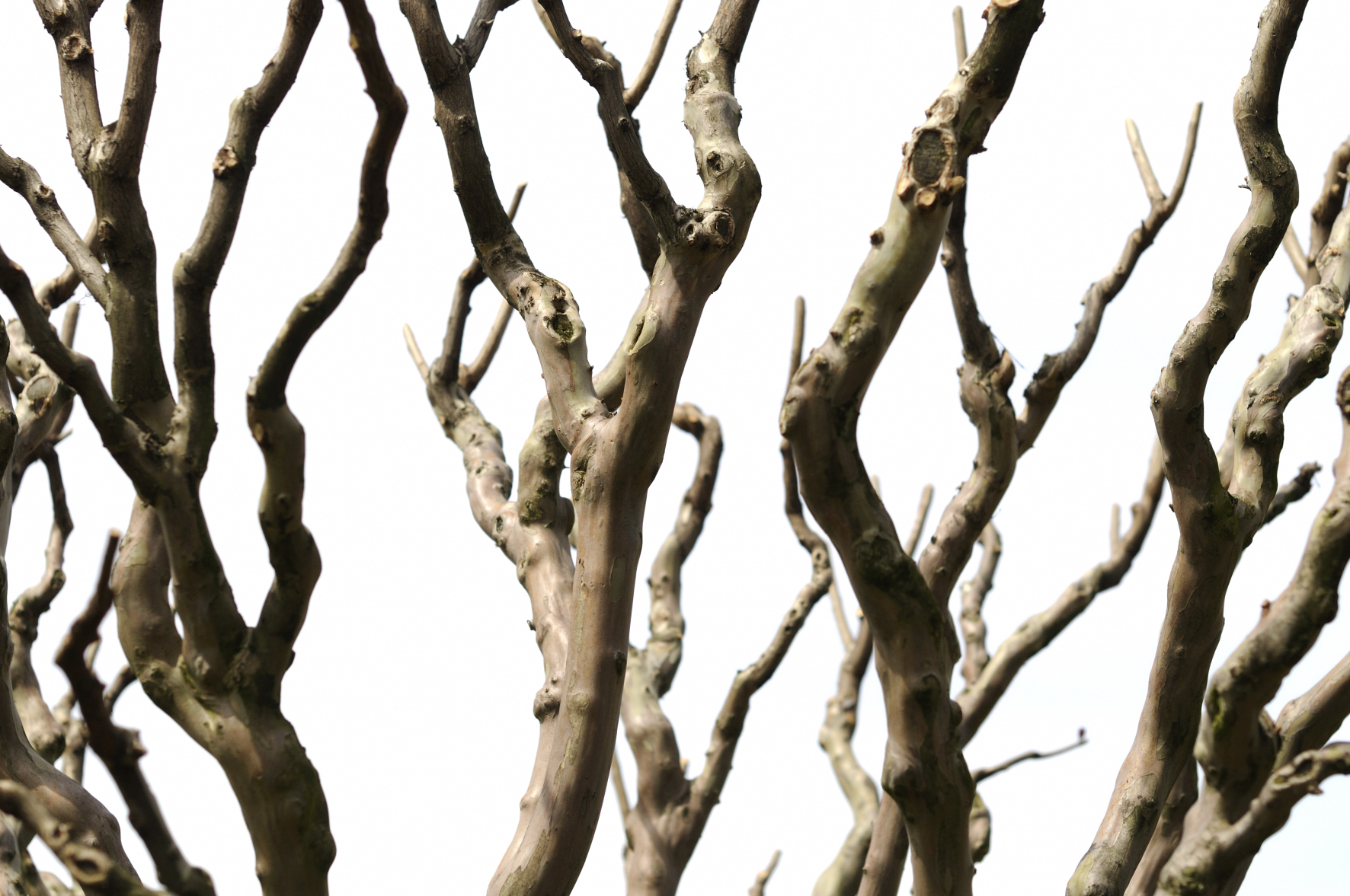 Thick tree branches ppt hd download, trunk