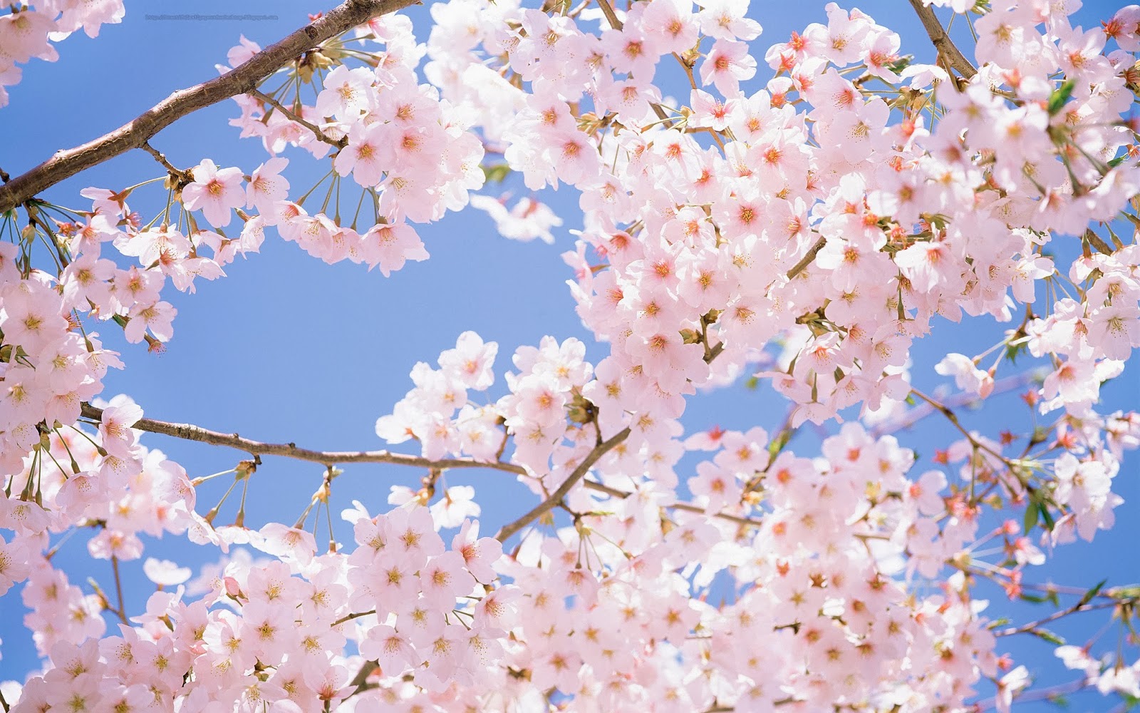 cherry blossom Lovely flowers background
