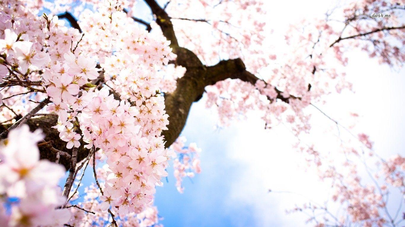 Cherry blossom tree close up ppt background