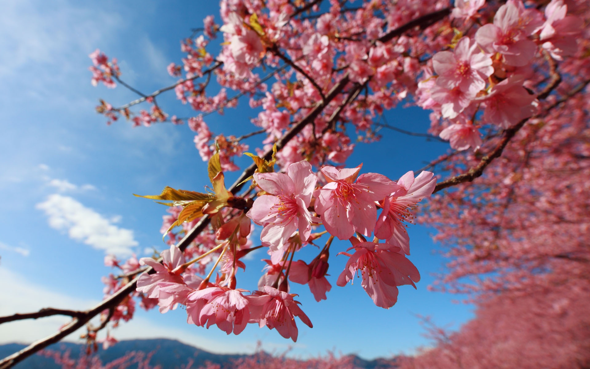 great Sky and pink cherry blossom picture backgrounds