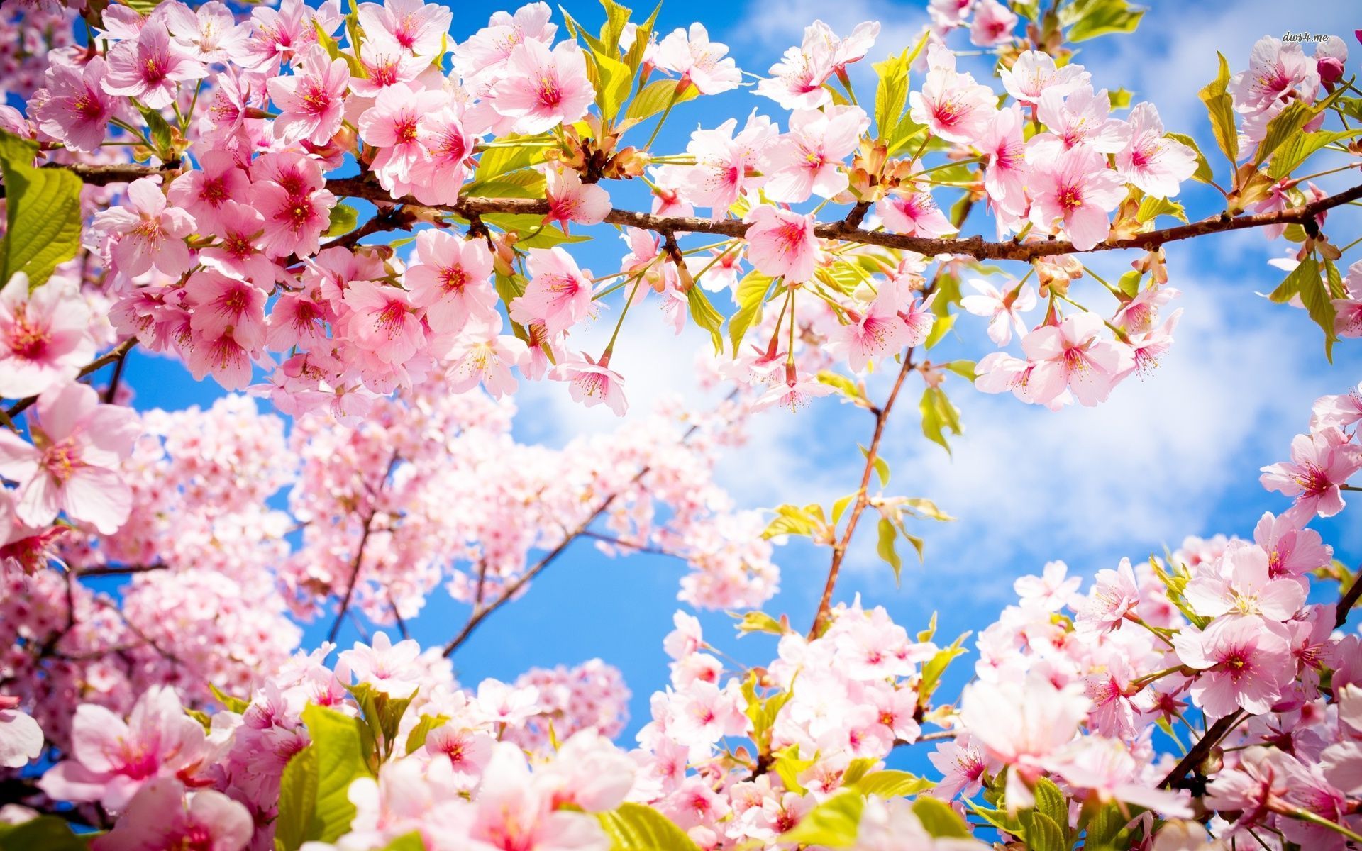 most beautiful pink cherry blossom picture ppt background