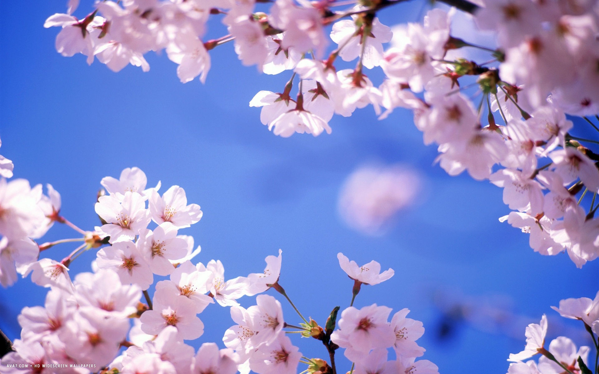 Sky and white cherry blossom ppt background