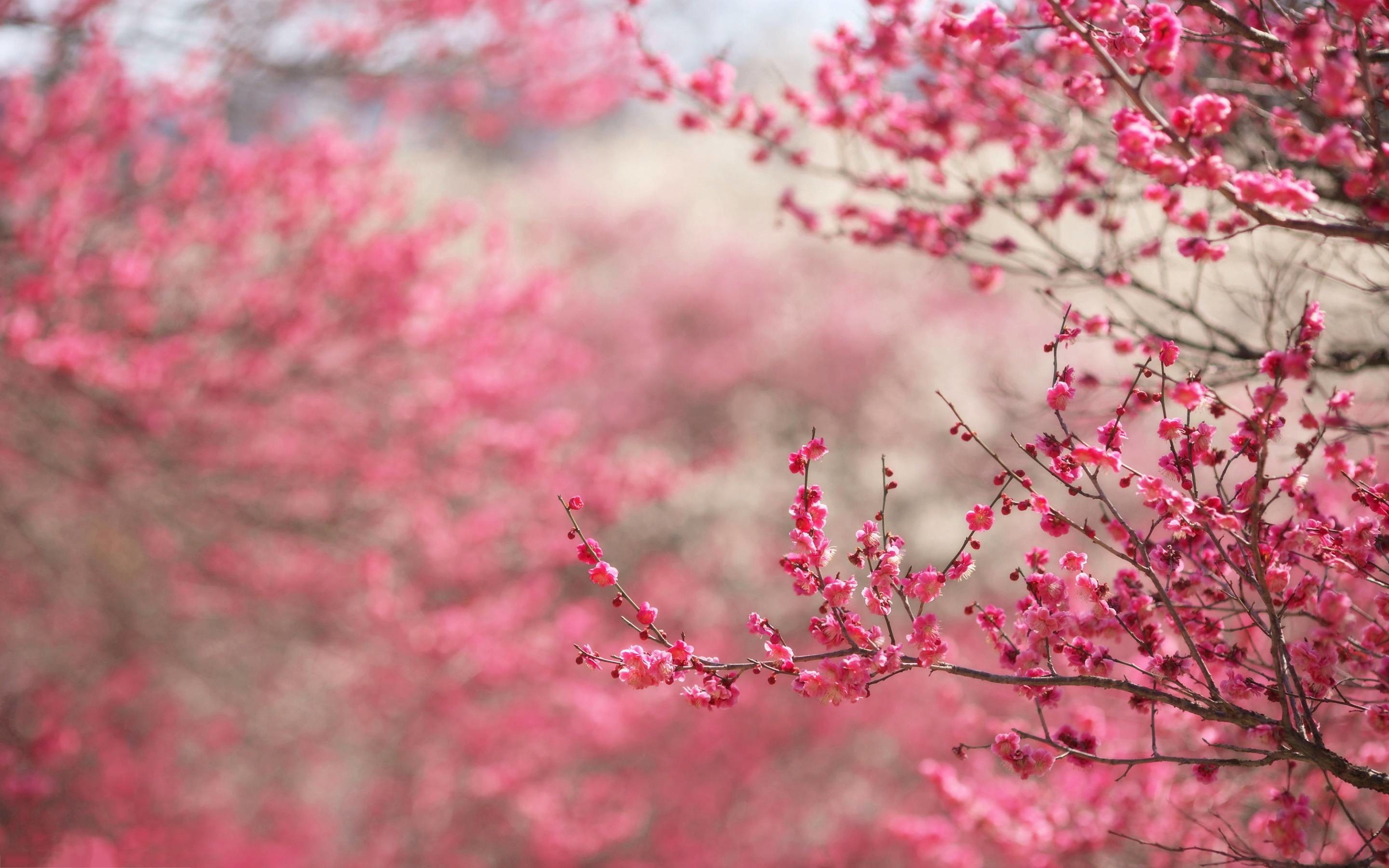 Small pink cherry blossom background 