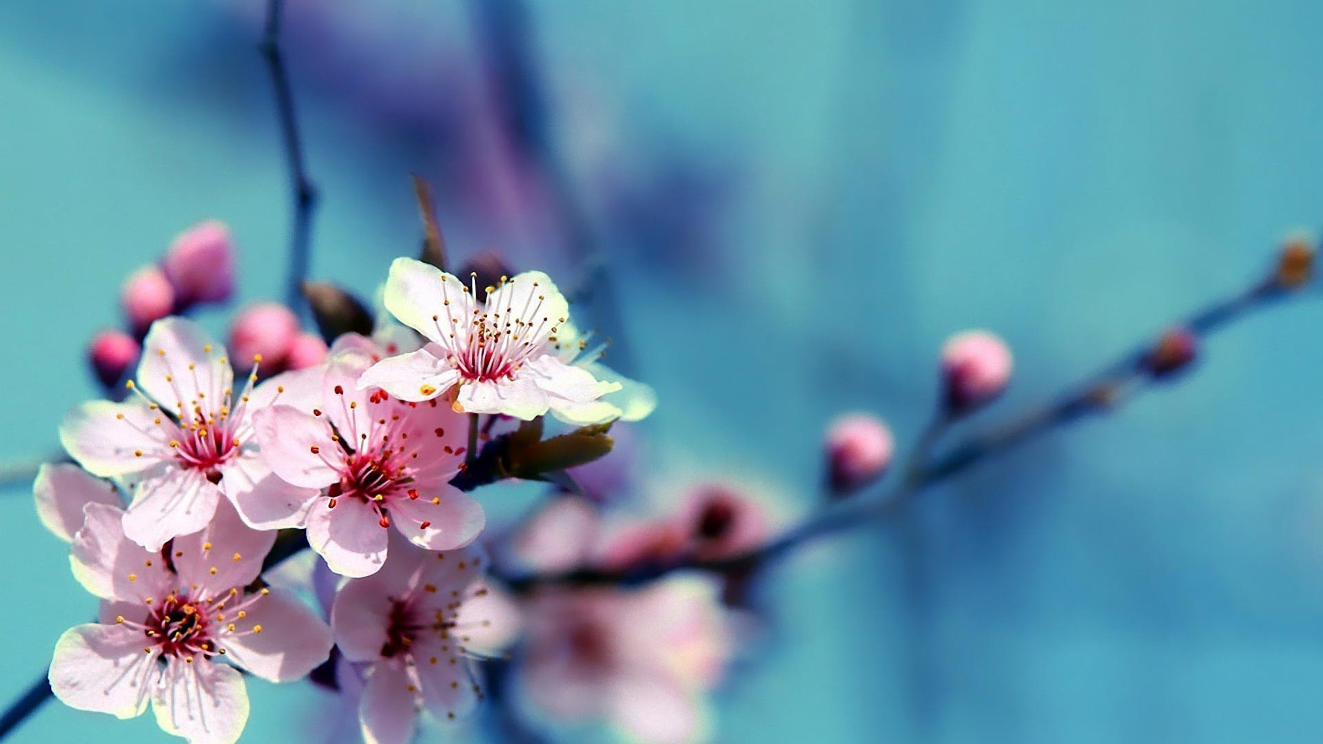 tree branch, Pink cherry blossom ppt background 