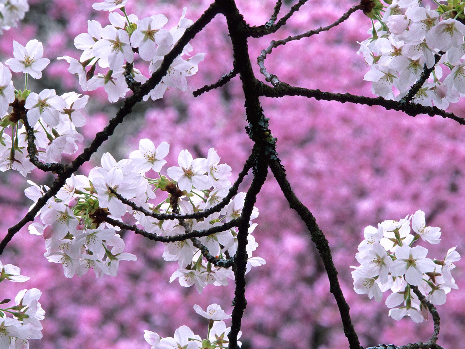 tree branch, White cherry blossom wallpapers