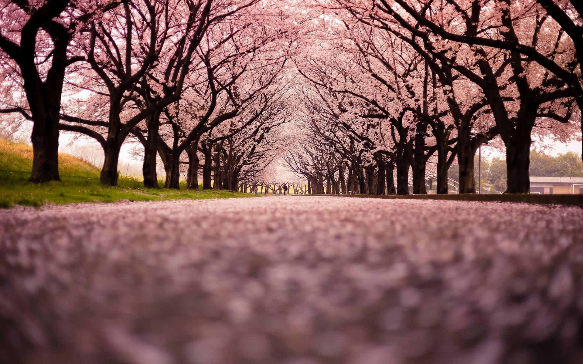 tree garden, Pink cherry blossom background
