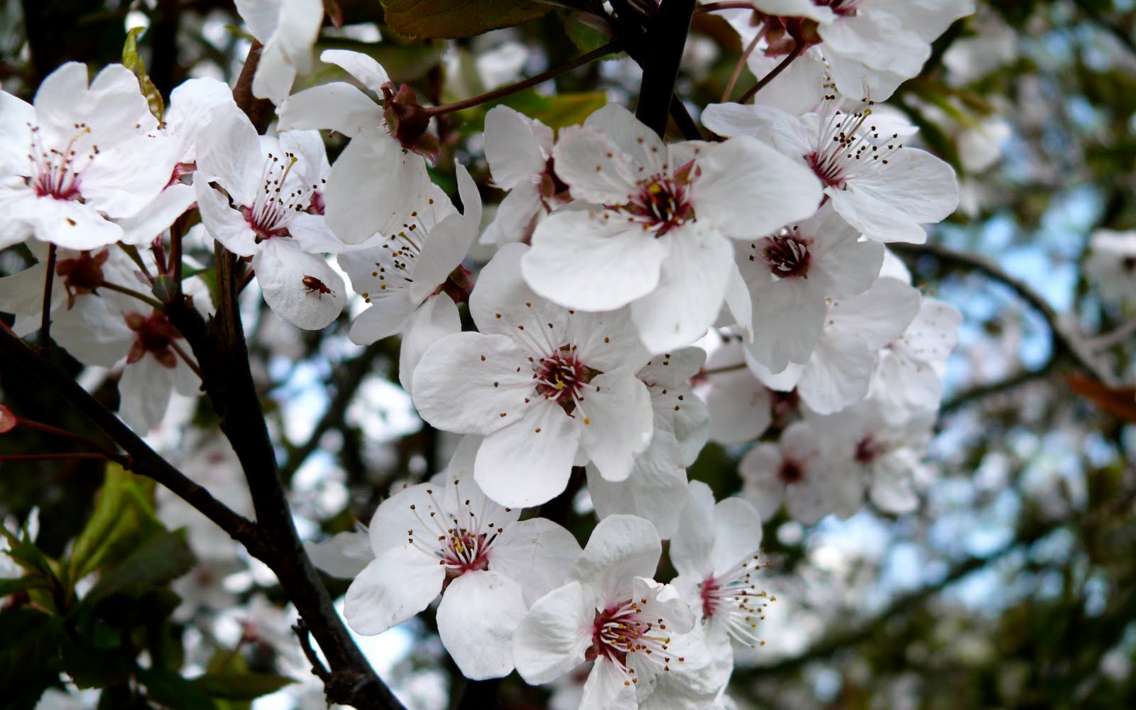 White beautiful cherry blossom powerpoint background