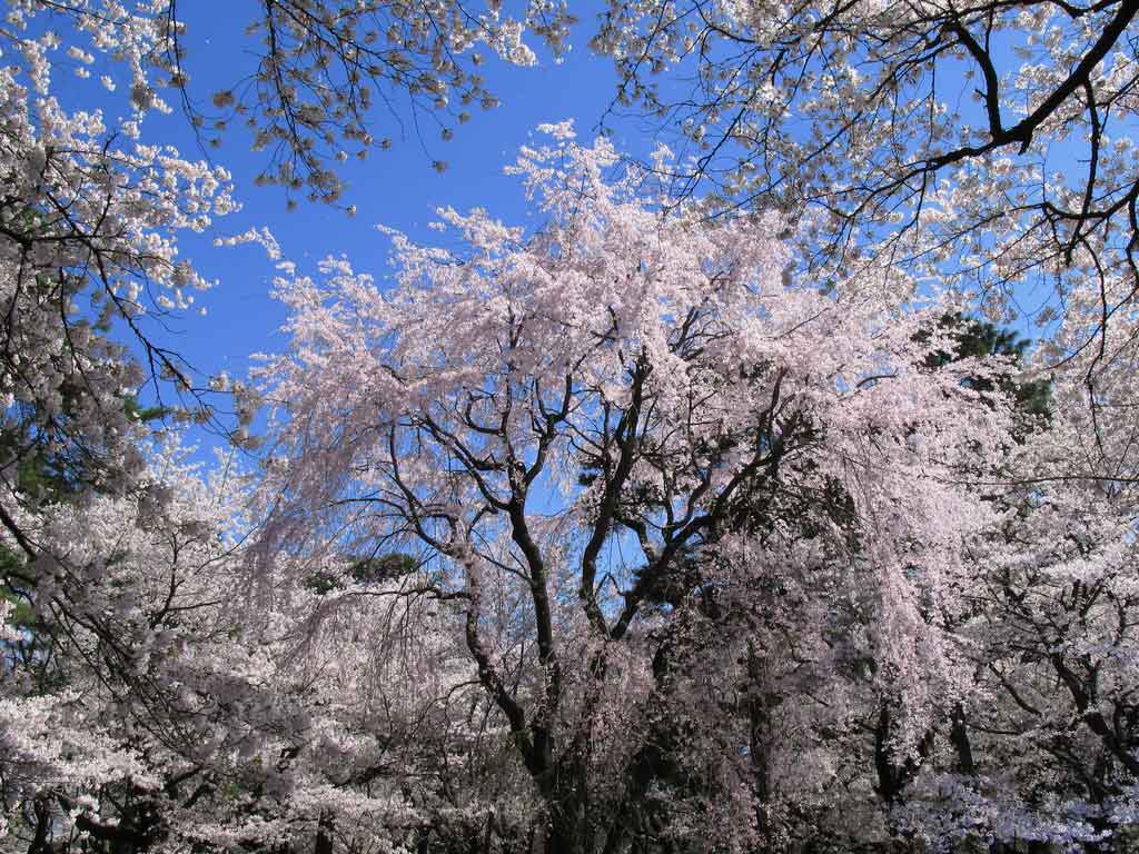 White cherry blossom tree ppt background