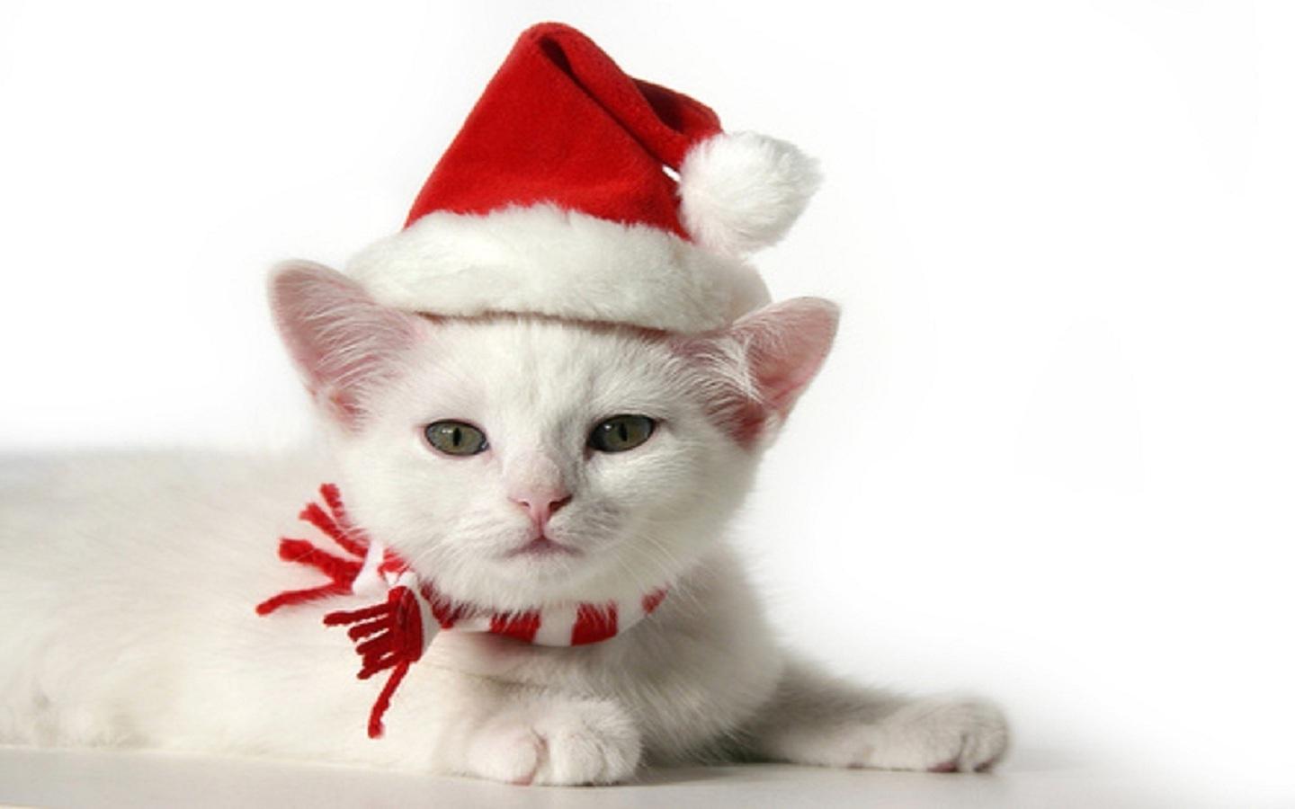 cat wearing a hat christmas noel powerpoint photos