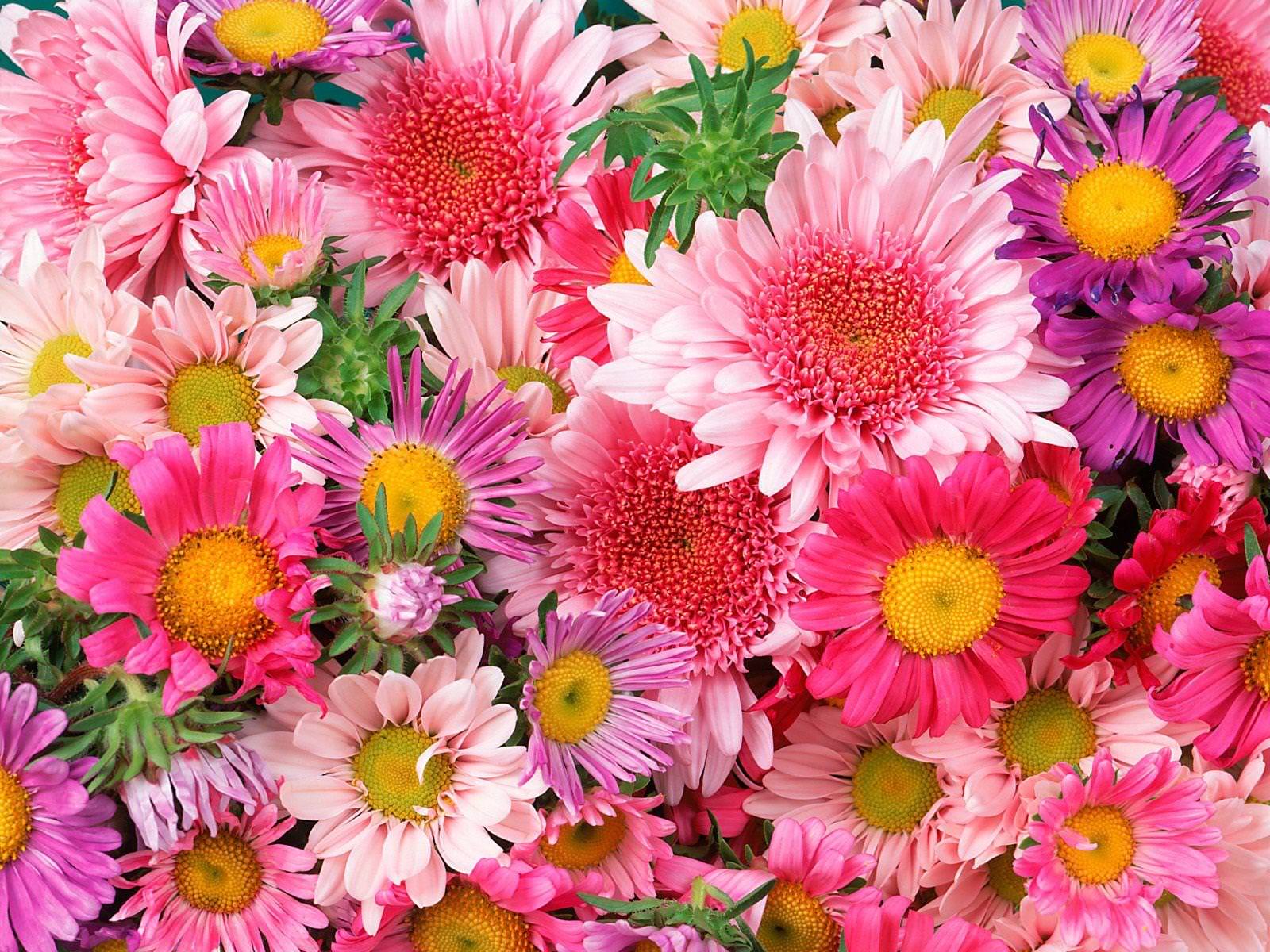 beautiful floral bloom colorful backgrounds