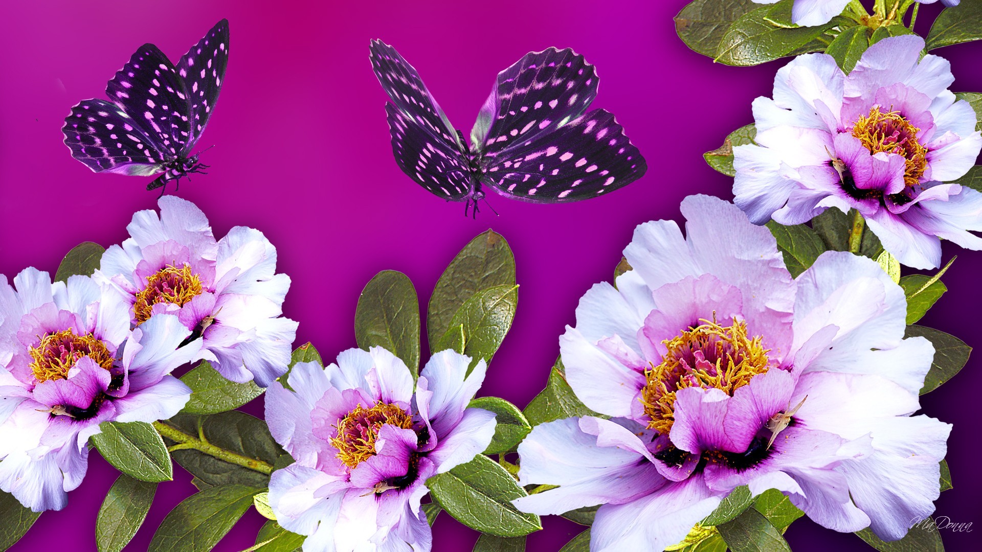 bright butterfly and floral desktop background